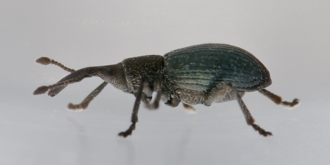 Apionidae: Ceratapion onopordi?  S !